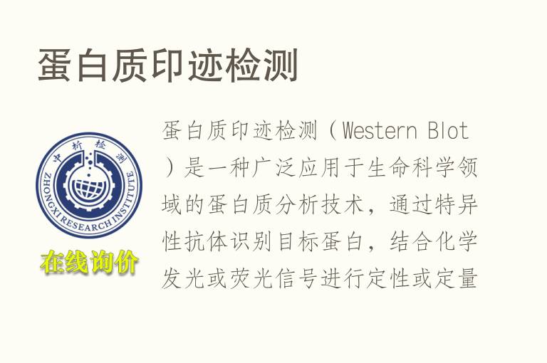 <font color='red'>蛋白</font>质印迹检测